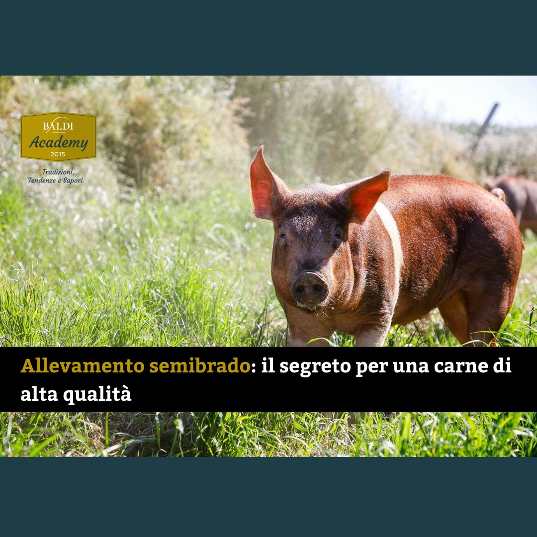 Articolo su allevamento semibrado